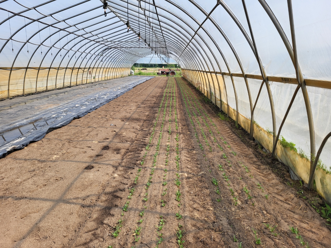 Spinach growing in a higih tunnel.